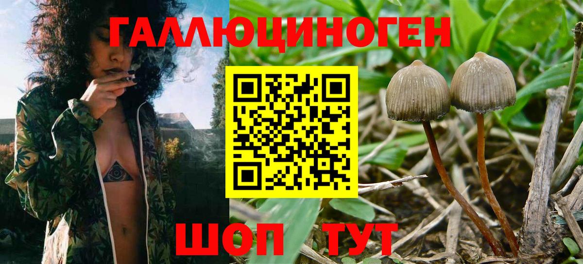 Богородск  Псилоцибиновые грибы Cubensis  Вход с VPN 